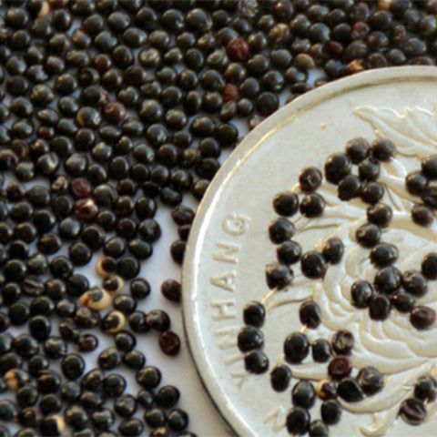 Amaranthus-Tricolor-Josephs-Coat-Seeds