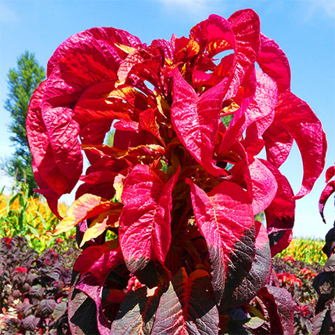 Amaranthus-Tricolor-Josephs-Coat-Seeds