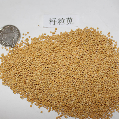 Amaranthus hybridus & Green amaranth Seeds