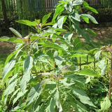 Amaranthus hybridus & Green amaranth Seeds