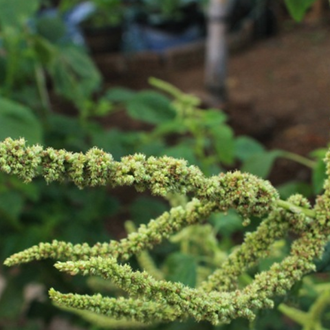 Amaranthus hybridus & Green amaranth Seeds