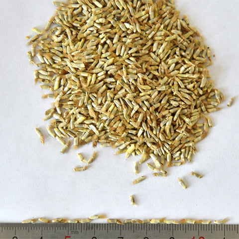 Amberboa-Moschata-Sweet-Sultan-Seeds