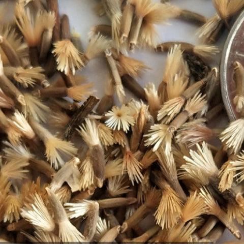 Amberboa Moschata & Sweet Sultan Seeds