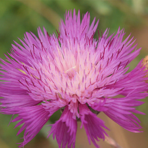 Amberboa-Moschata-Sweet-Sultan-Seeds