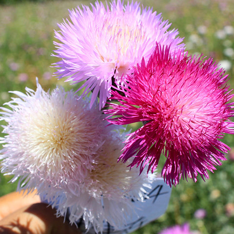 Amberboa Moschata & Sweet Sultan Seeds