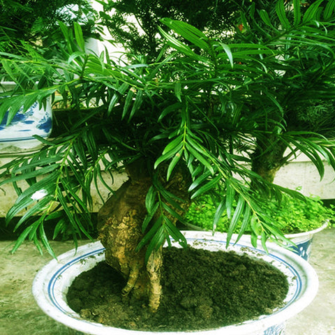 Amentotaxus-yunnanensis-Yunnan-catkin-yew-Seeds