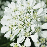 Ammi-Majus-Queen-Anne's-Lace-Seeds