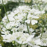 Ammi-Majus-Queen-Anne's-Lace-Seeds