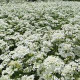 Ammi-Majus-Queen-Anne's-Lace-Seeds