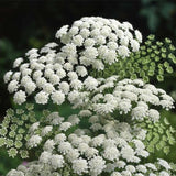 Ammi-Majus-Queen-Anne's-Lace-Seeds