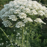 Ammi-Majus-Queen-Anne's-Lace-Seeds