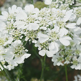 Ammi-Majus-Queen-Anne's-Lace-Seeds