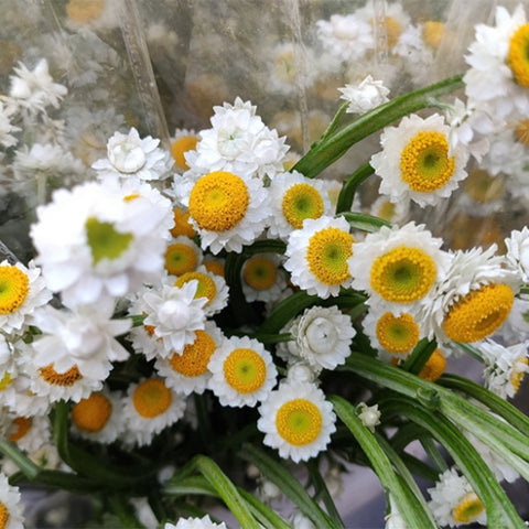 Ammobium-Alatum-Winged-Everlasting-Seeds