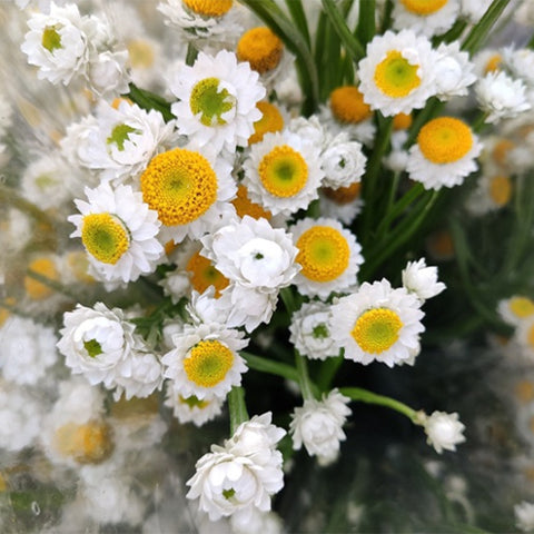Ammobium-Alatum-Winged-Everlasting-Seeds