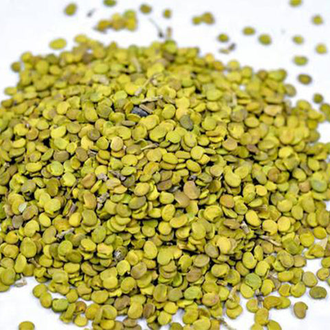 Ammopiptanthus-mongolicus-Sha-Dongqing-Seeds