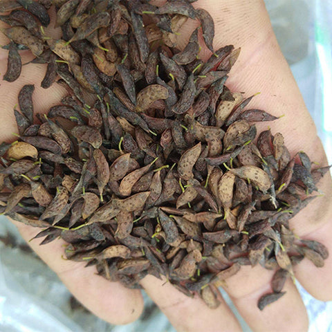 Amorpha-fruticosa-Amorpha-Seeds