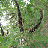 Amorpha-fruticosa-Amorpha-Seeds