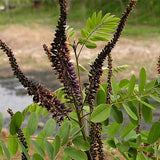 Amorpha-fruticosa-Amorpha-Seeds