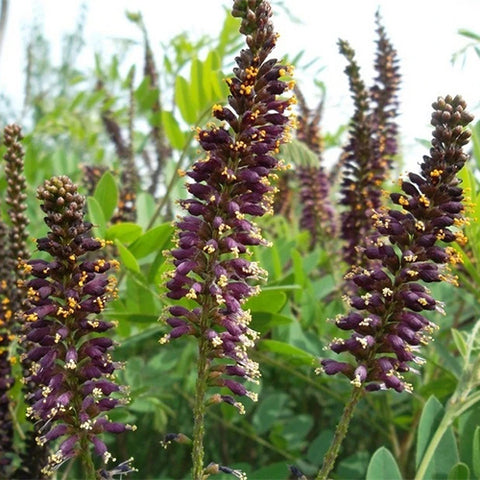 Amorpha-fruticosa-Amorpha-Seeds