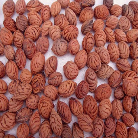 Amygdalus persica Seeds