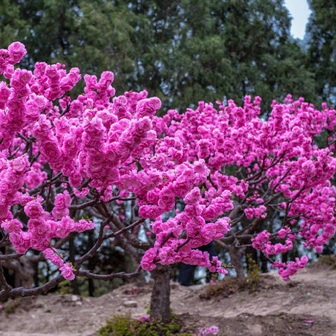 Amygdalus-triloba-Flowering-plum-Seeds