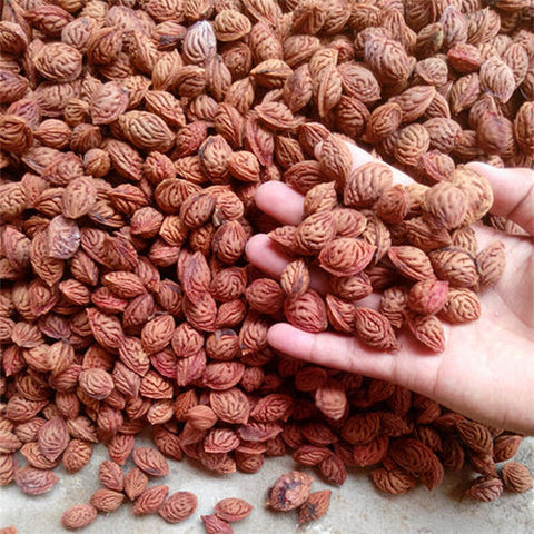 Amygdaluspersica & Peach Seeds