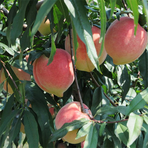 Amygdaluspersica & Peach Seeds