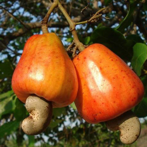 Anacardium occidentalie & Cashews Seeds