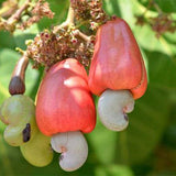Anacardium occidentalie & Cashews Seeds