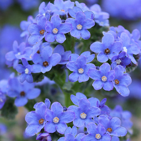 Anchusa Capensis Seeds