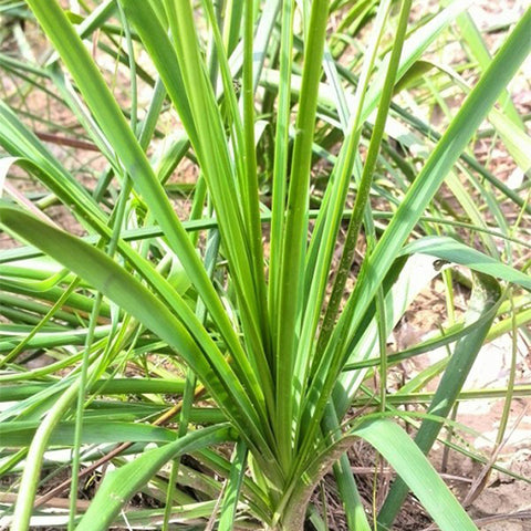 Anemarrhena-asphodeloides-Anemarrhena-Seeds