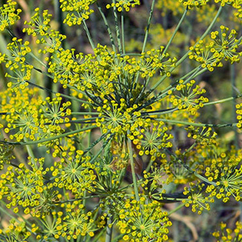 Anethum Graveolens & Dill Seeds