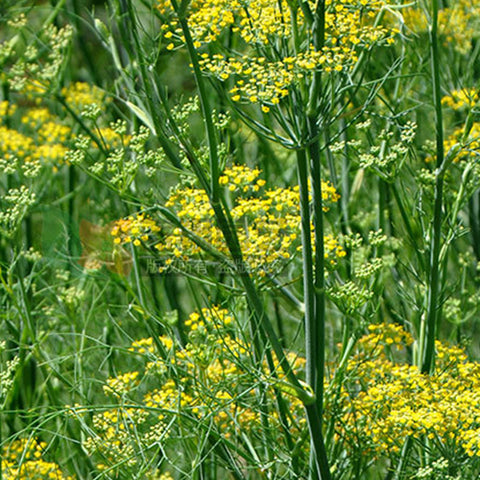Anethum Graveolens & Dill Seeds
