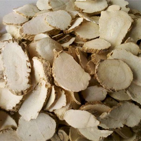 Angelica dahurica Seeds