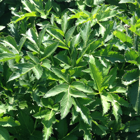 Angelica dahurica Seeds