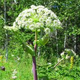 Angelica-pubescens-du-huo-Seeds