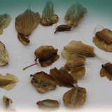 Angelica sinensis seeds