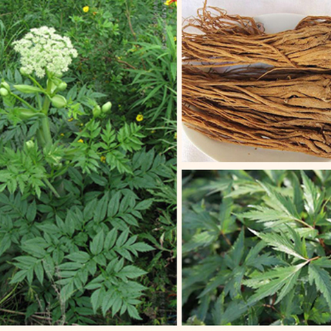 Angelica sinensis seeds