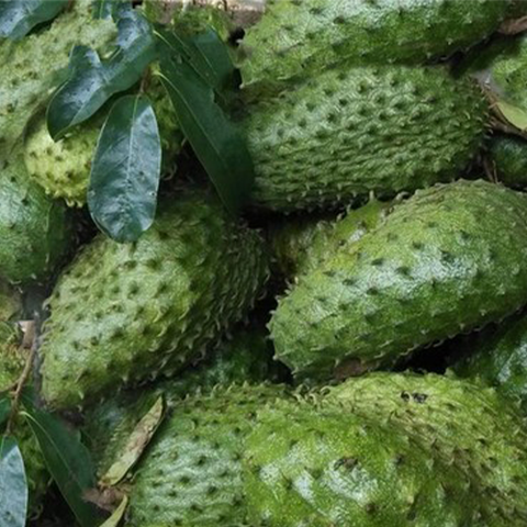 Annona muricata & Soursop Seeds