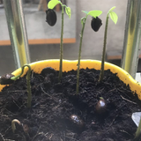 Annona muricata & Soursop Seeds