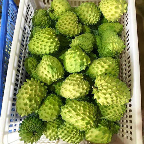 Annona squamosa & Sugar apple Seeds