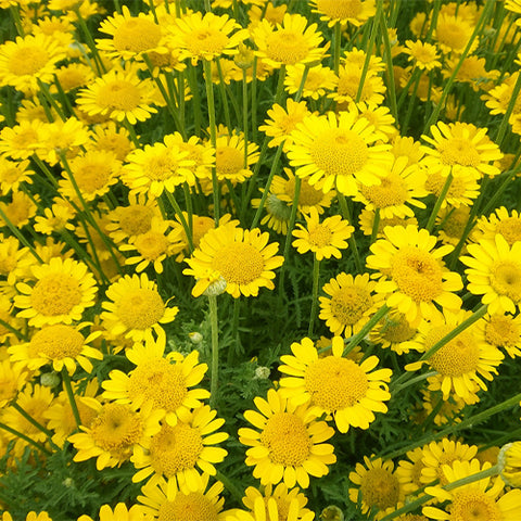 Anthemis-Tinctoria-Seeds