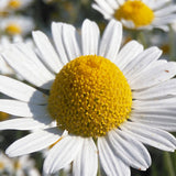 Anthemis Tinctoria Seeds