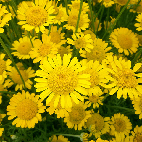 Anthemis-Tinctoria-Seeds