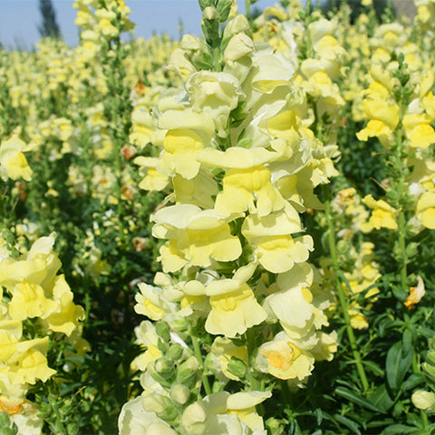 Antirrhinum-Majus-Snapdragon-Seeds