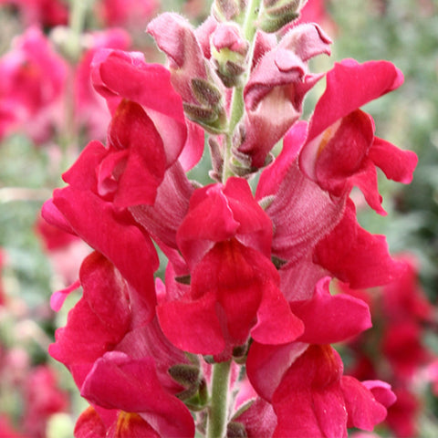 Antirrhinum Majus & Snapdragon Seeds