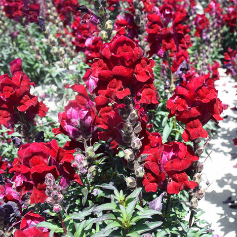 Antirrhinum-Majus-Snapdragon-Seeds