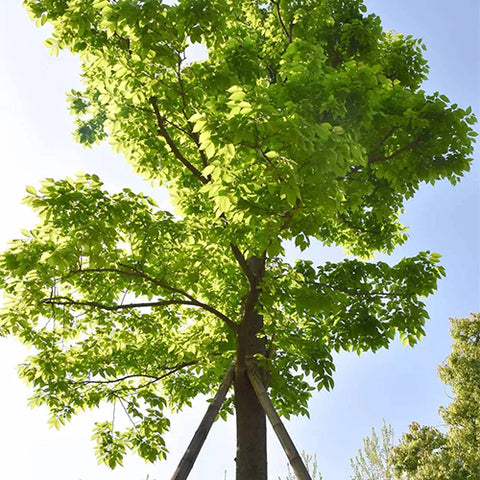 Aphananthe-aspera-Celtis-sinensis-Seeds