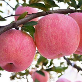 Malus pumila & Apple Seeds