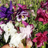 Aquilegia Viridiflora & Green Columbine Seeds